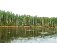 Березняк.