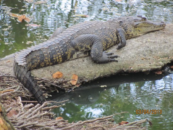 145-Крокодил
