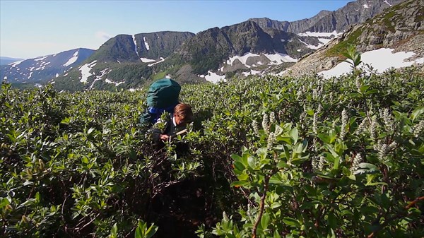 Местами тропа проходит через заросли