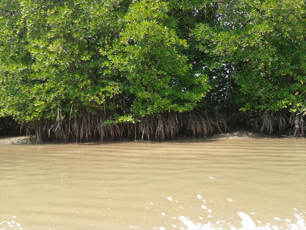 Это деревья семейства ризофоровых - подвид мангров.