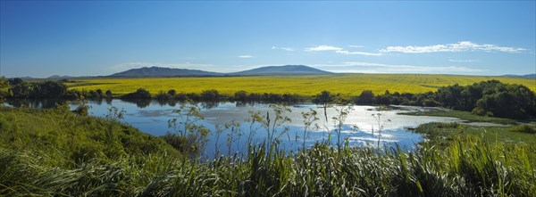 Подсолнухи под Верхубой