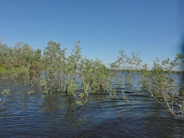 У острова, кусты в воде