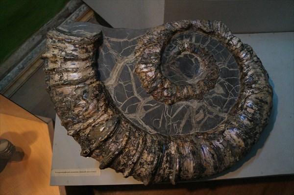 В Ундоровском палеонтологическом музее
