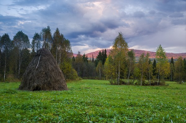 Сено для лосей