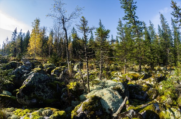 На камнях растут деревья