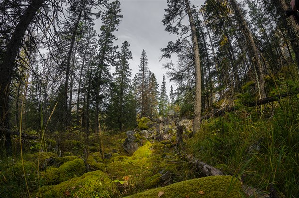 Замшелые камни в лесу