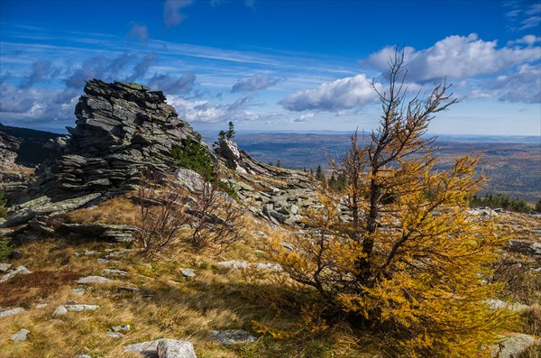 Пейзаж с лиственницей