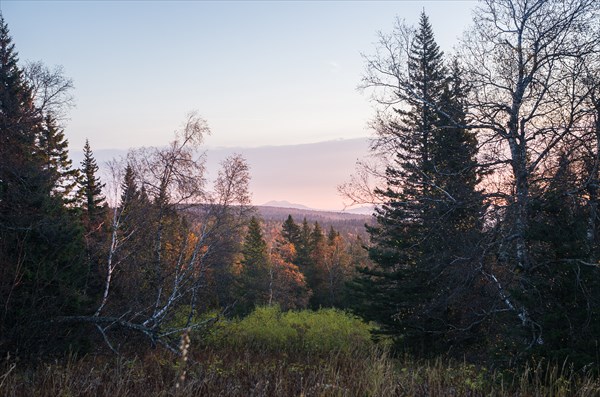 Утро в лесу