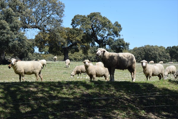 Вот на таких вот пастбищах пасутся овцы