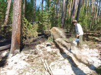 Волк закидывает песочком тлеющую подстилку.