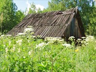 Пасека В.Телеутово.