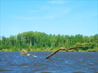 Коряга торчит, как водяной змей.