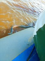 Змея пытается забраться на лодку