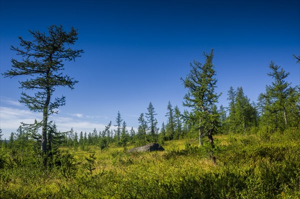 Лиственничное редколесье