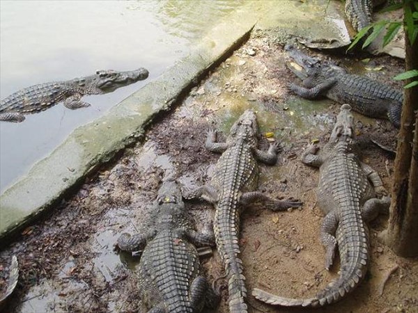 032-Крокодилы