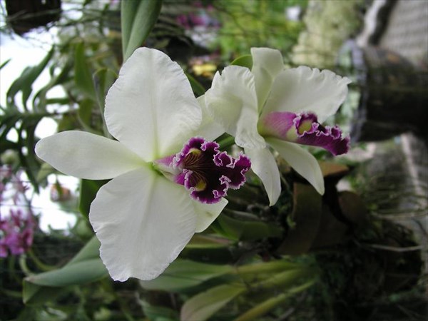 052-Орхидеи-
