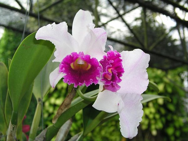 053-Орхидеи-2