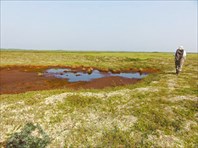 Болотины с водой обходим