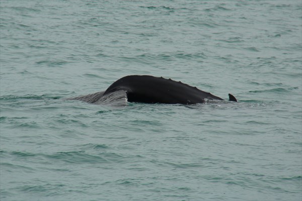 Husavik_IMG_2494