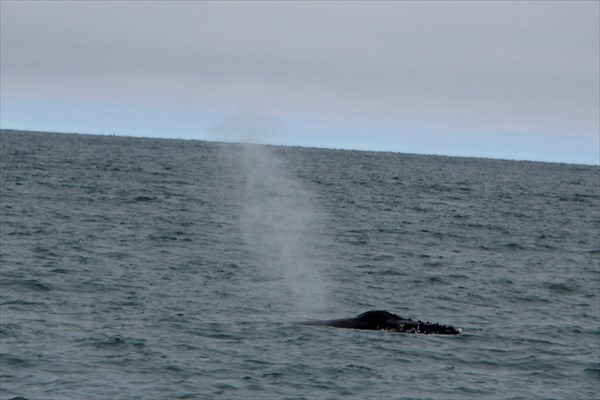 Husavik_IMG_2519