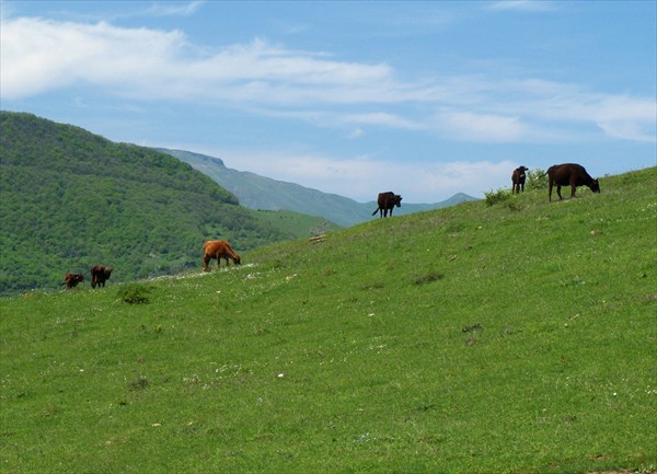 Пасется скот