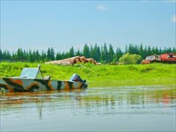 Заготавливают лес.