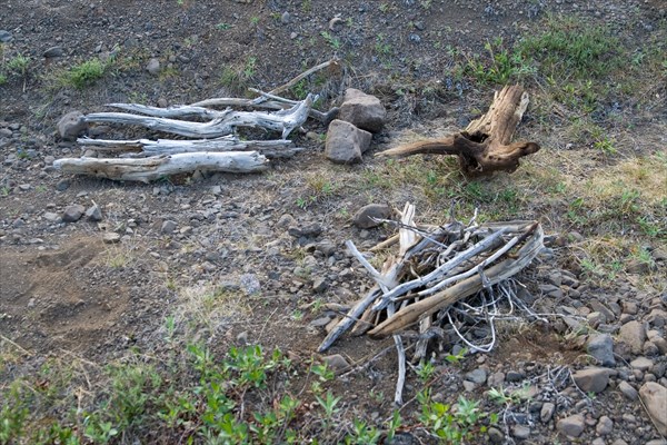 Ископаемые деревья в тундре Хонна-Макита