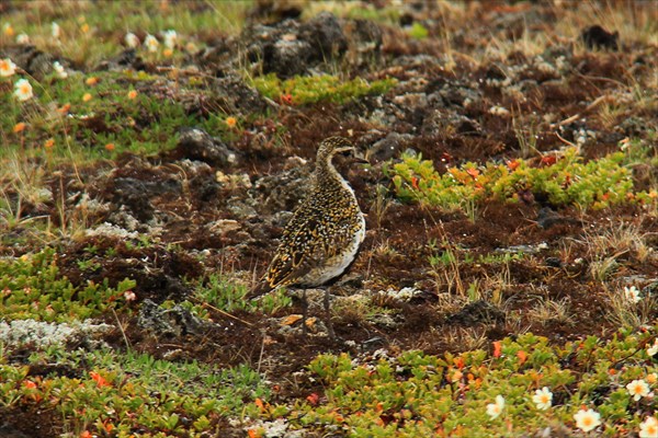 Myvatn_IMG_1103