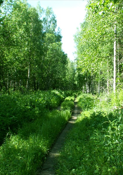 Полотно бывшей узкоколейки