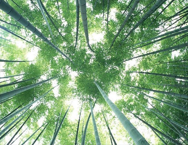 Bamboo