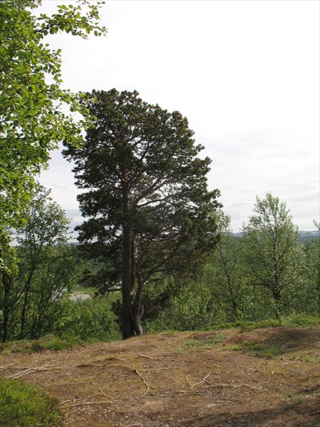 Самая северная сосна