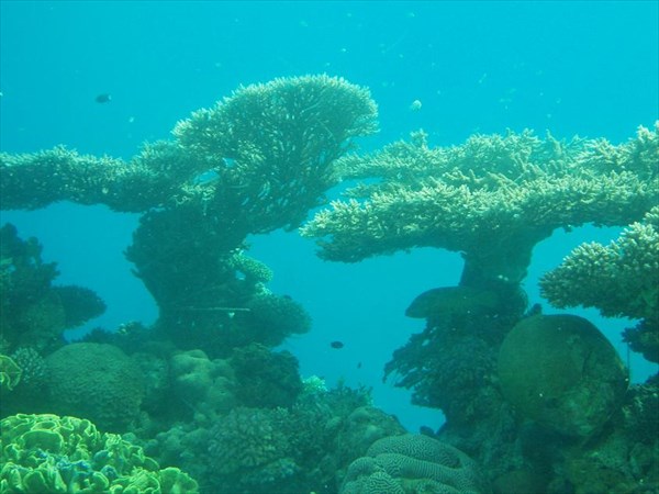 114-Кораллы