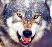 Фото Роман Вл