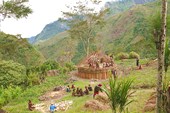 Племя селимо в долине Балием. Строят новый дом.