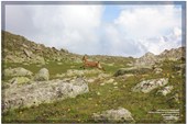 Central_caucas_2009_iovkov_IMG_1068