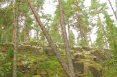 Скалы в лесу