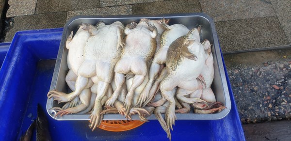 Лягушки величиной с голубя на рынке Чианграя