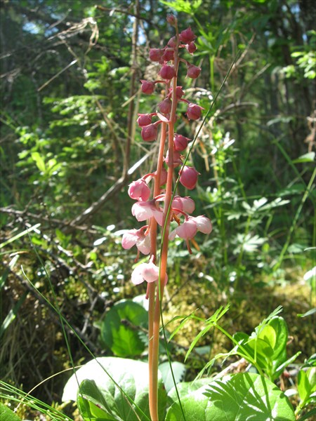 Бадан сердцелистный (Bergenia cordifolia)