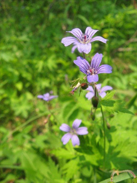 Герань (Geraniaceae) Саянская в долине р. Орзагай