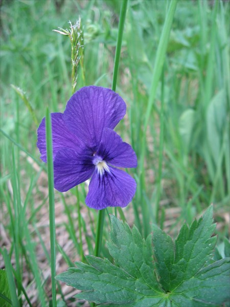 Фиалка душистая (лат. Viola odorata).