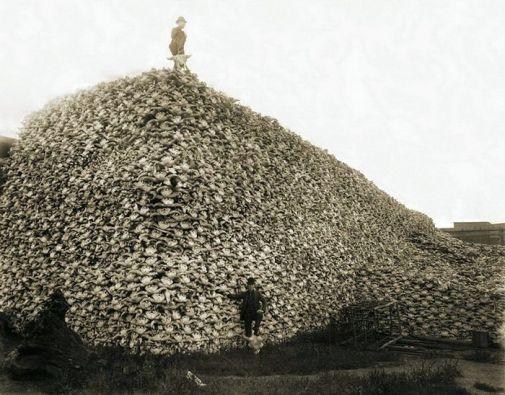 Гора черепов буйволов. 1870
