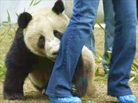 Панда-Зоологический и ботанический сад