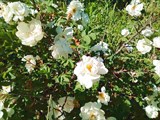 IMG_20200620_174821