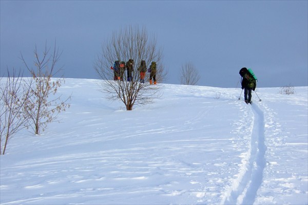 ежики