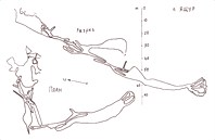 пещера Ящур-пещера Ящур