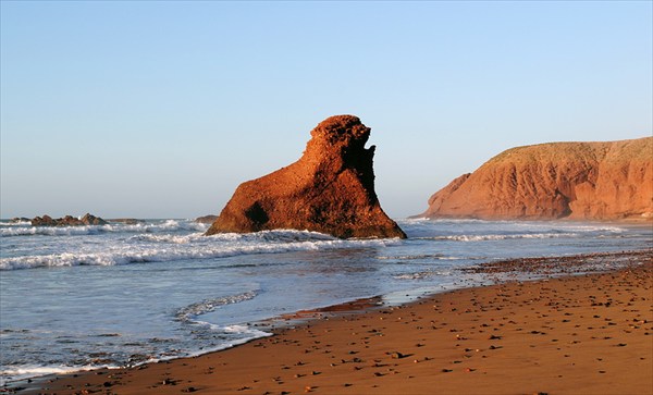 морской лев