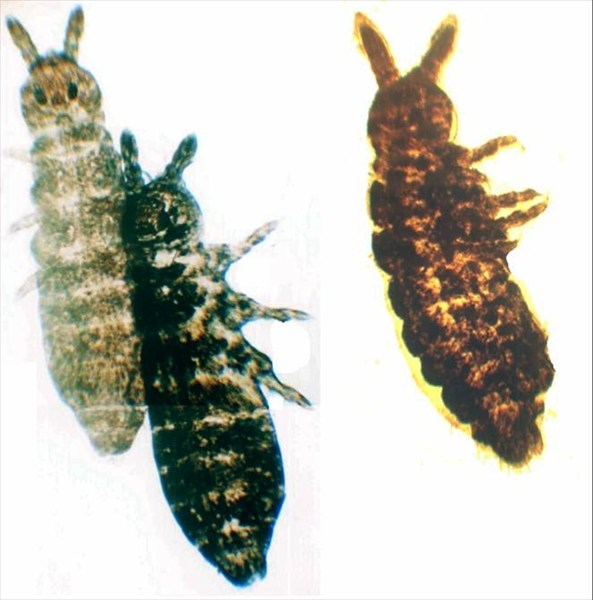 Collembola