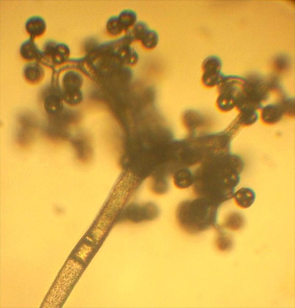 Thamnidium elegans