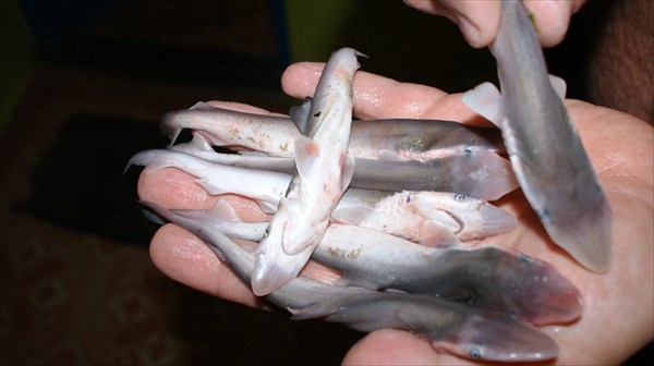 Акулки