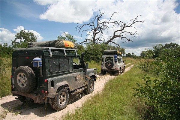 на фото: Safari20090145moremi